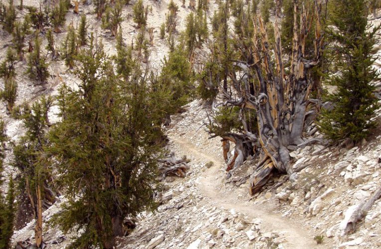 Bristlecone Pine Forest: Sagittarius as the Sign of Conifers
