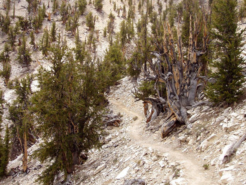 Read more about the article Bristlecone Pine Forest: Sagittarius as the Sign of Conifers