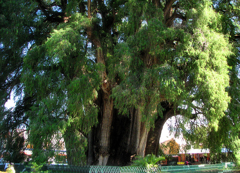Árbol del Tule der Baum mit dem größten Stamm weltweit