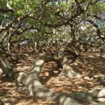 The largest Cashew tree on the planet in astrology