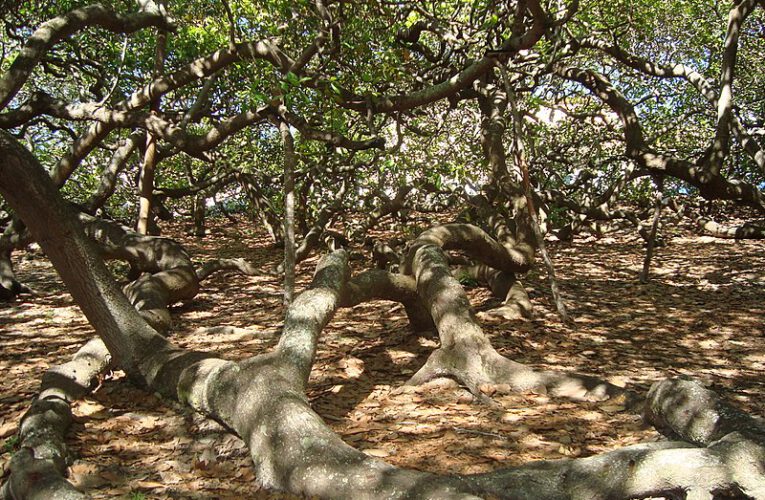 The largest Cashew tree on the planet in astrology