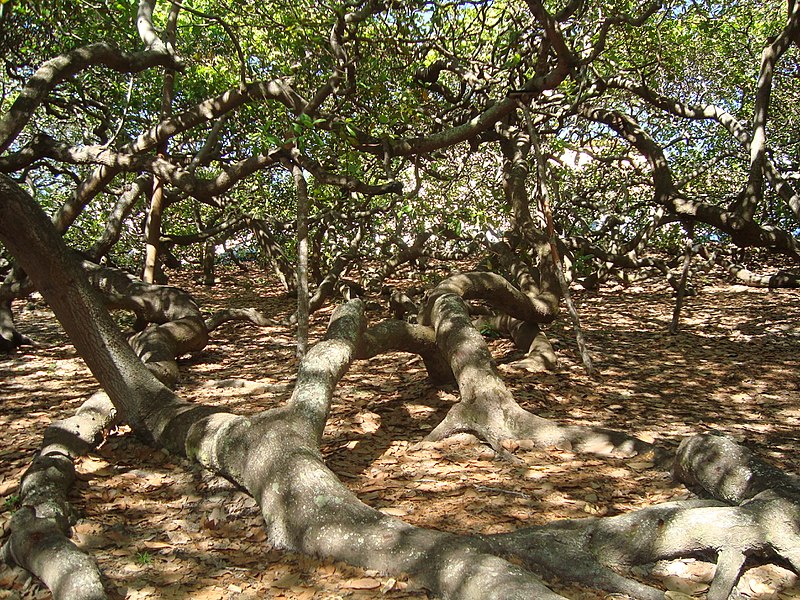 Largest Cashew Tree on Earth