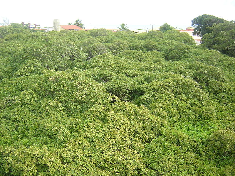Largest Cashew Tree worldwide