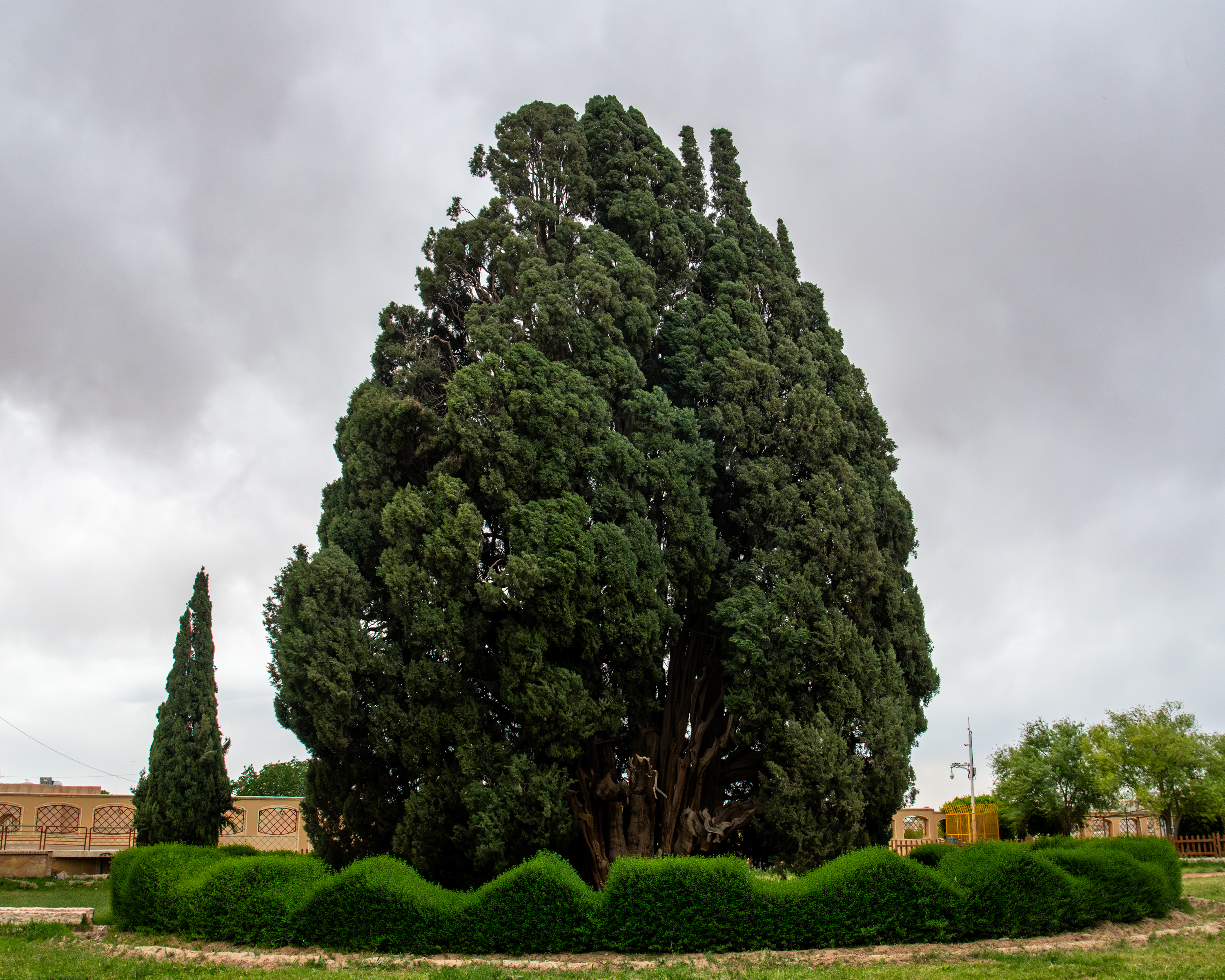 Read more about the article The Zoroastrian Sarve or Cypress of Abarkhu