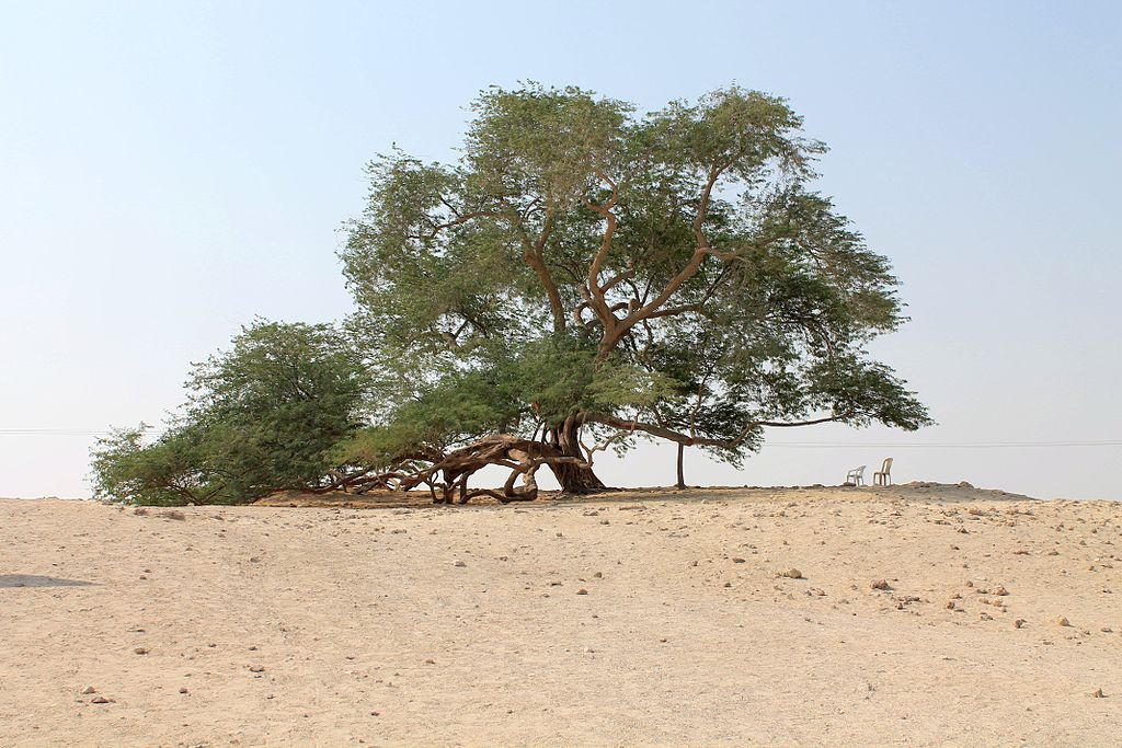 Read more about the article Magical Trees: The Tree of Life in astrogeography