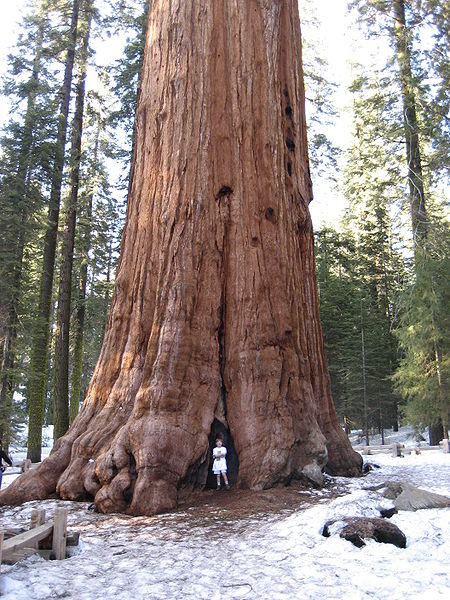 Read more about the article General Sherman Tree in astrogeography